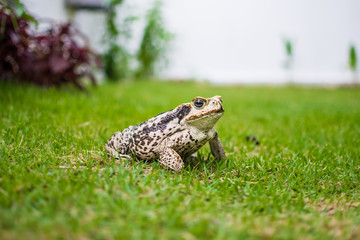 Sapo na grama buscando insetos de dia