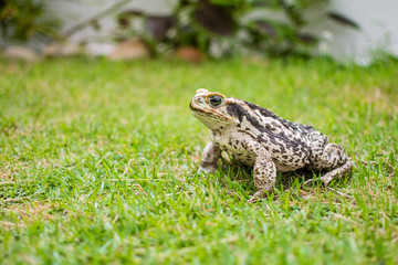 Sapo de pele áspera na grama procurando insetos