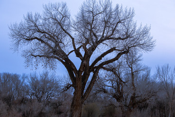 Tree before the frost