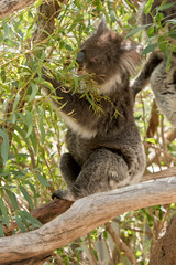an Australian koala eating gum leaves
