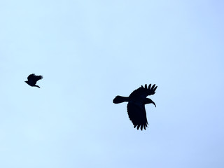 Obraz premium bald crow in flight