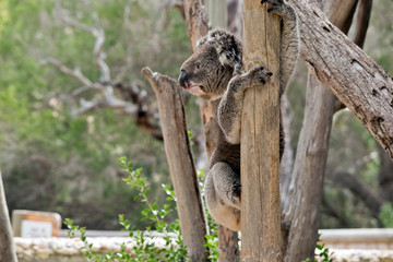 an Australian koala climbing a tree