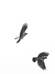 Crow flying in the sky