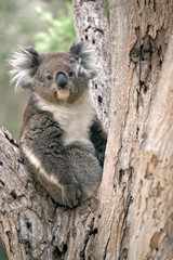 koala in the fork of a tree resting