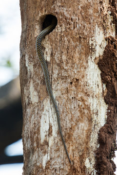 Tail of Indian rat snake entering in to the hole of a tree