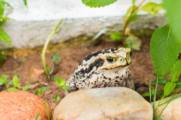 Toad on grass looking for insects - frog