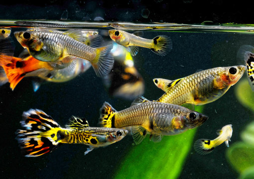 Guppy Multi Colored Fish