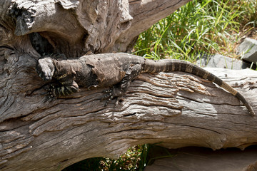 lace lizard  resting on a log
