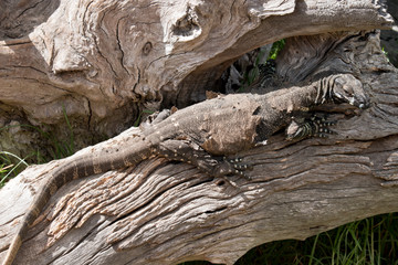 lace lizard  resting on a log