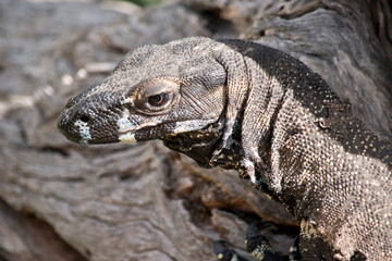 this is aclose uo of a lace lizard