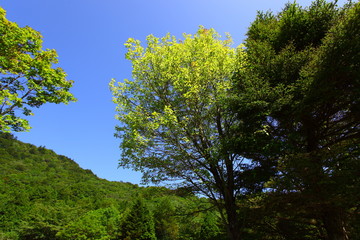 Fototapeta premium 高原の緑