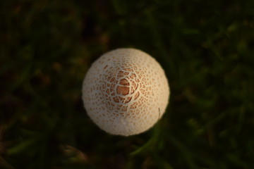 Fungi