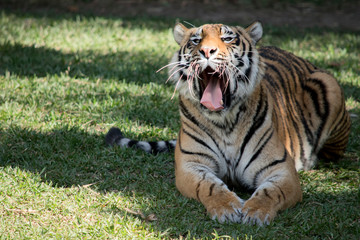 Fototapeta na wymiar close up of a tiger roaring