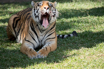 close up of a tiger roaring