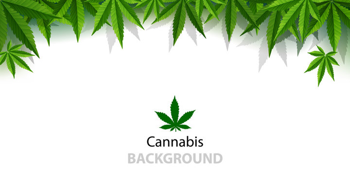Marijuana plant and cannabis on white backgrounds.