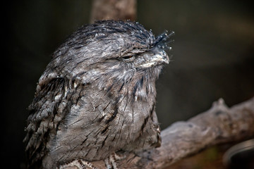 side view of a tawny frogmouth