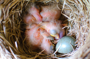 newly hatched, not operaonline Chicks sleeping in nest with eggs
