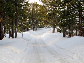 road in winter forest