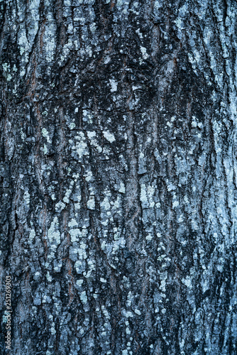 Texture Of A Tree Trunk Stock Photo And Royalty Free Images On Texture Of A Tree Trunk