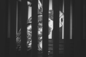 Obraz premium photo of owl in cage, illegal contraband of animals.