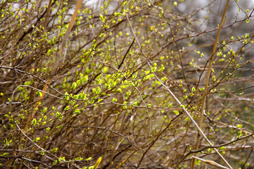 blossoming buds on the branches of a thick Bush