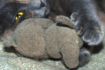 Obraz premium cat and her plush toy she's clawing at