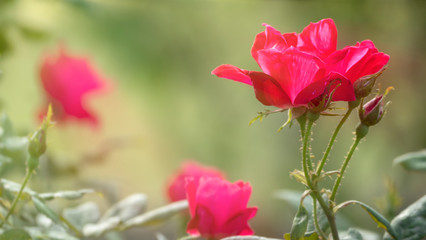 Beautiful rose flower in garden also with nice background color