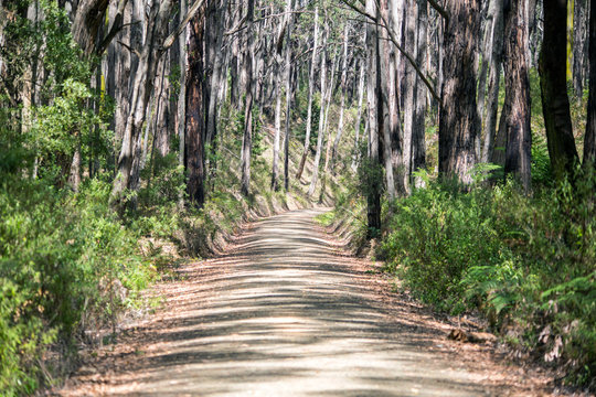 a shared bush track for horses cyclists and walkers that goes from mirboo north to boolara