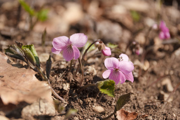 アケボノスミレ