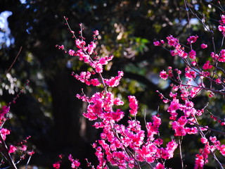Fototapeta na wymiar ピンク色の梅