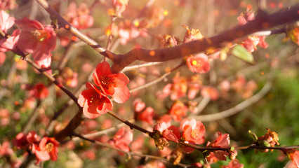 wild red pink flowers