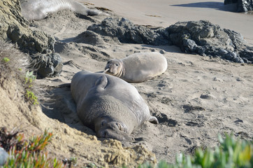 Fototapeta premium elephant seals on the beach in california