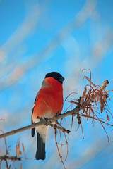 bullfinch on a branch in winter park
