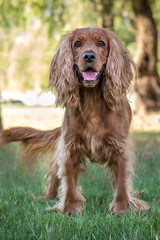 Golden spaniel dog posing outside in the park