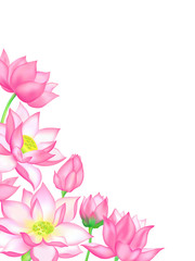 Pink lotus flower bouquets with buds illustration.