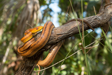 Yellow rat snake - Pantherophis alleghaniensis