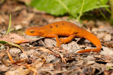 Eastern newt (red eft stage)  - Notopthalmus viridescens