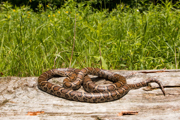 Eastern milk snake - Lampropeltis triangulum