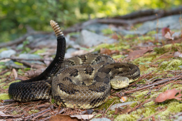 Green timber rattlesnake - Crotalus horridus
