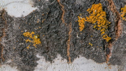 Black and white birch bark with orange lichens and a small mushroom - taken off the Gunflint Trail in Northern Minnesota