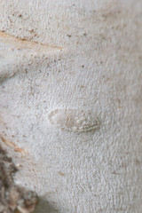 Macro closeup of white birch bark - textured nature background