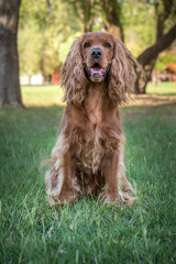 Golden spaniel dog posing outside in the park