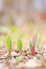 アマドコロの発芽