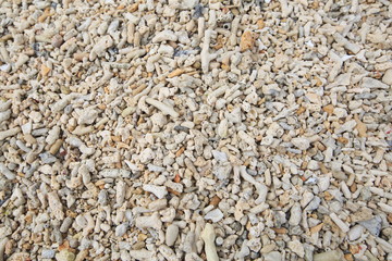 Coral on the beach in Okinawa