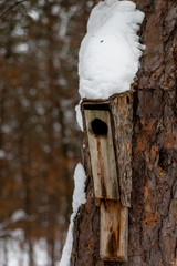  Snow covered birdhouse in the forest