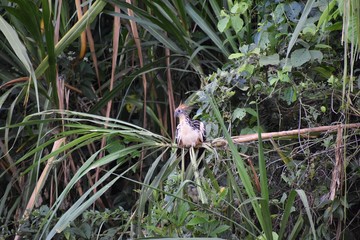 Hoatzin stinky turkey bird 
