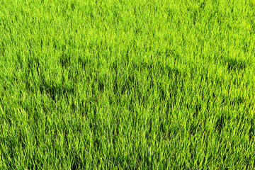 Green rice field crop ,  Agriculture in Thailand