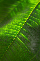 Background texture of green leaf with streaks and lines lit by the sun. Cropped shot, vertical, close-up, blurred. The concept of nature.