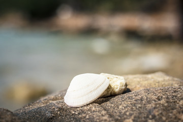 Fototapeta na wymiar Beautiful seashell and coral lie on a stone against the background of the sea, rocks and rainforest
