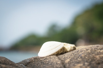 Fototapeta na wymiar Beautiful seashell and coral lie on a stone against the background of the sea, rocks and rainforest